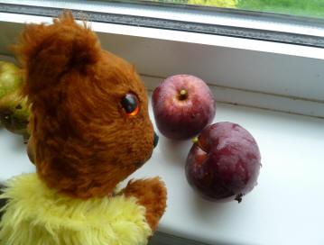 Yellow Teddy with Spartan apples