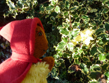 Yellow Teddy with holly bush