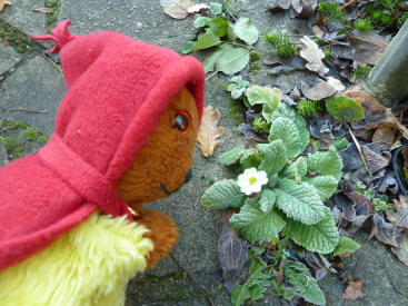 Yellow Teddy with early primrose