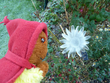 Yellow Teddy with solar light