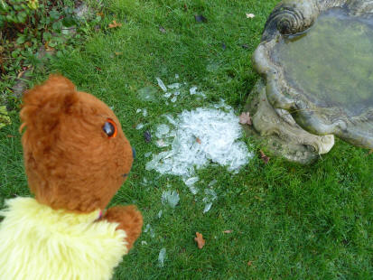 Yellow Teddy with ice from birdbath