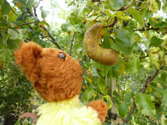 Yellow Teddy with misshappen Conference pear