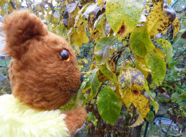 Yellow Teddy with blotchy pear tree leaves