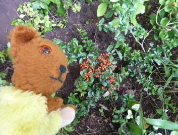 Yellow Teddy with pyracantha