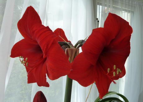 Amaryllis flowers