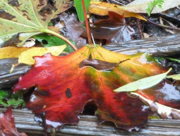 Colourful autumn leaf