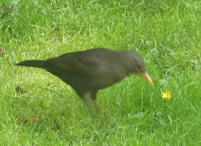Blackbird on grass
