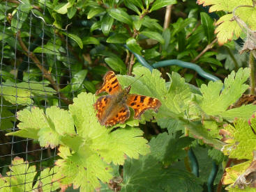 Comma butterfly