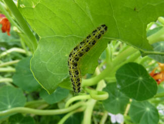 Caterpillar of Large White butterfly