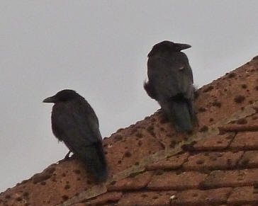 Crows on roof