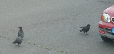 Crows walking in the road