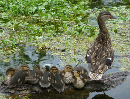 Duck with seven ducklings