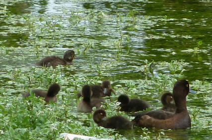 Tufted duck and ducklings