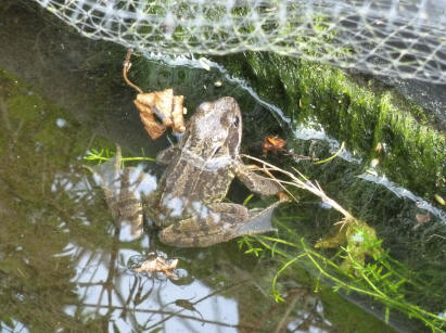 Frog in pond