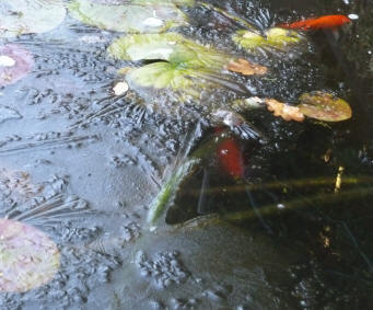 Frost on pond