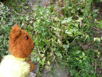 Yellow Teddy clearing garden