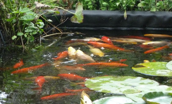 Crowd of goldfish