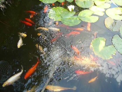 Goldfish enjoying water hose