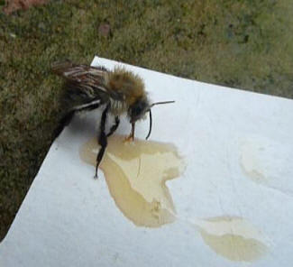 Honeybee drinking some of Yellow Teddy's honey