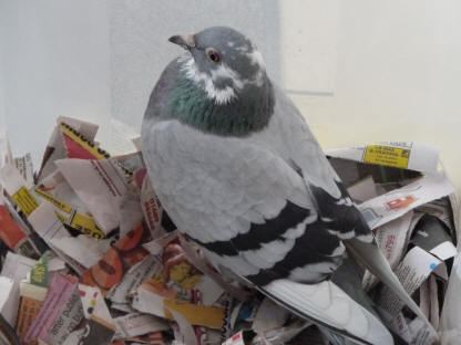 Poorly pigeon