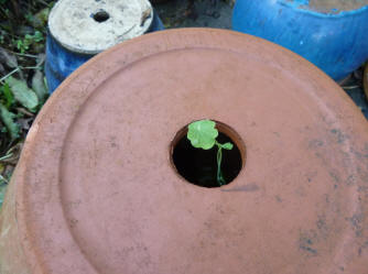 Nasturtium growing through hole in bottom of pot