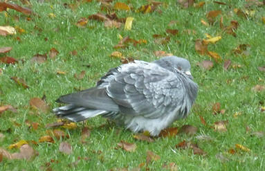 Resting pigeon