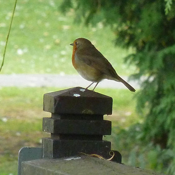 Robin in Priory Park