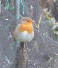 Robin