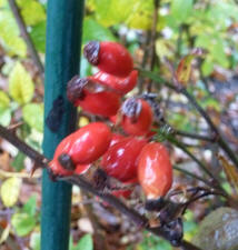 Rosehips