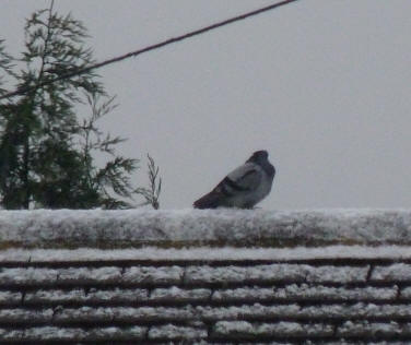 Pigeon on snowy roof