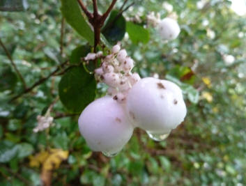 Snowberries