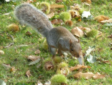 Squirrel with chestnuts