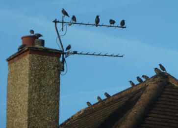 Starlings on roof