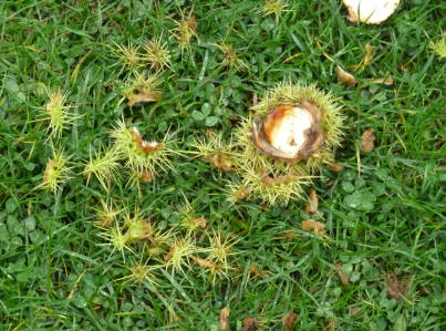 Sweet chestnut after squirrel has eaten some