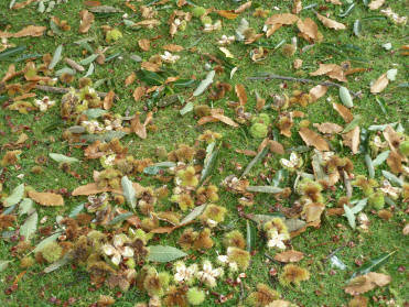 Priory Park fallen sweet chestnuts