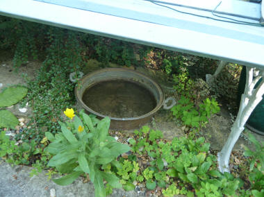 Copper pot with bird drinking water