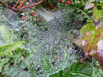 Wet blanket webs