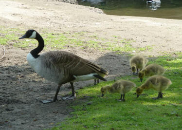 Canada goose and goslings