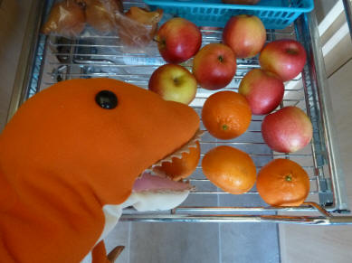 Dino finding apples and satsumas in veg rack