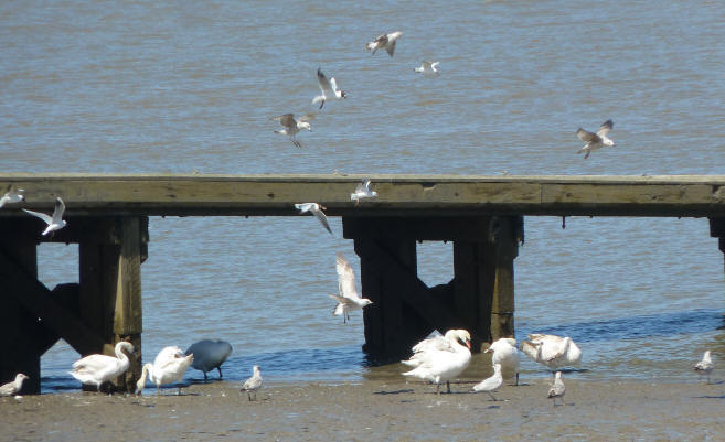 Swans by jetty