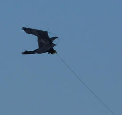 Hawk-shaped kite 1
