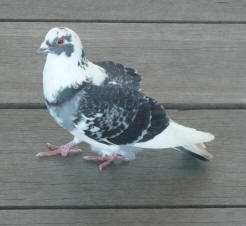 Pigeon