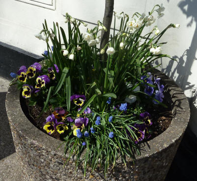 Tub of flowers