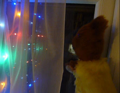 Yellow Teddy looking out of window at midnight