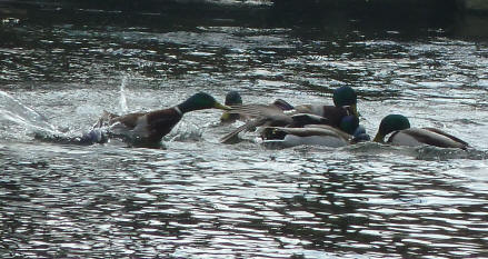 Park ducks