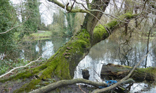Mossy old tree leaning over the pond