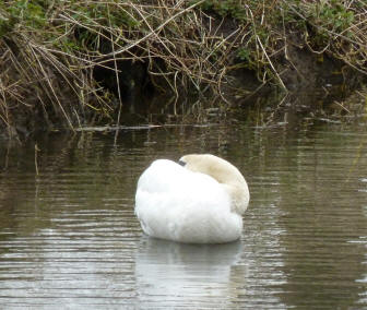 Swan sleeping on pond