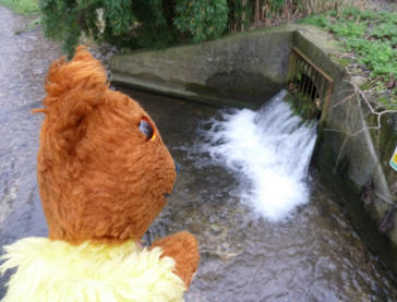Yellow Teddy at River Cray outlet