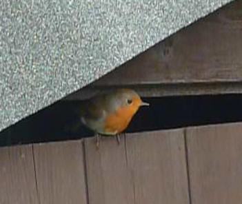 Robin emerging from shed