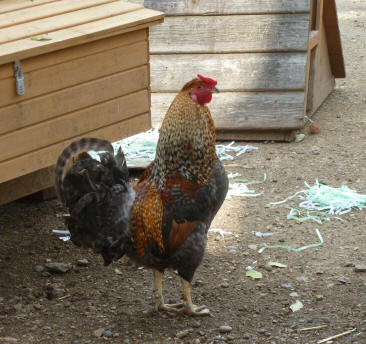 Cockerel